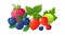 Isolated cartoon berries. Red raspberry, fresh gooseberry blueberry strawberry. Juicy seasonal fruits, summer autumn