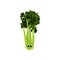 Isolated celery cartoon