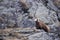 An isolated chamois deer in the snow background