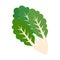 Isolated chard icon