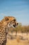 Isolated cheetah over blurred background looking right with text space