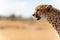 Isolated cheetah over blurred background looking to the left with text space
