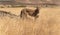 Isolated cheetah over yellow spikes looking at the camera