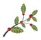 Isolated Christmas Twig Holly on White Background. Vector Holly Twig with Red Berries
