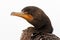 Isolated Close-up Double Crested Cormorant