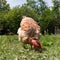 Isolated close-up, female bare-necked hen grazing grass in the yard, healthy feeding of free-range poultry, organic farming in the