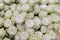 isolated close-up of a huge bouquet of white roses. Many white roses as a floral background