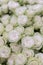 Isolated close-up of a huge bouquet of white roses. Many white roses as a floral background. vertical photo