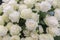 Isolated close-up of a huge bouquet of white roses. White roses Flower Arrangement