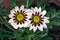 Isolated, close-up image of two white and pink Gazania flower with yellow center