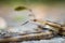 Isolated close up portrait of eastern yellow ratsnake