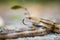 Isolated close up portrait of eastern yellow ratsnake