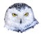 Isolated close-up portrait of a polar owl.  Illustration. Vector, eps10
