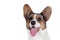 Isolated close-up portrait of Welsh Corgi Cardigan breed dog of merle color on empty white background.