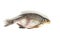 Isolated close up top view single dried salted bream fish on a white background