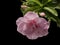 Isolated closed up pink flower on black background