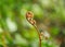 Isolated closeup of a Cinnamon fern frond forming