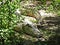 Isolated Closeup Picture of Alligator Crocodile Hiding in Bushes