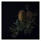 Isolated closeup shot of Banksia plants on black background