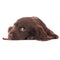 Isolated closeup shot of a dark brown Sussex Spaniel puppy lying down looking at the camera