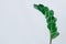 Isolated closeup shot of a green ficus leaves in front of a white background