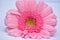 Isolated closeup shot of a pink Barberton Daisy flower