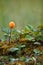 Isolated cloudberry Rubus chamaemorus Lapland, Finland