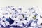 Isolated cluster of flower violet lilac on white background