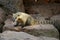 Isolated coati, bear species