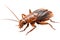 Isolated Cockroach Illustration on Transparent Background, Generative AI