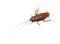 Isolated cockroach on white background