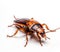Isolated cockroach on white background