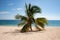 Isolated coconut palm at Ancon Beach, Trinidad, Cuba