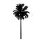 Isolated coconut palm tree, natural plant sign, vector