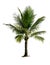 Isolated coconut tree