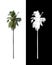 isolated coconut tree on transparent picture background with clipping path and alpha channel