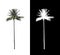isolated coconut tree on white background with clipping path and alpha channel