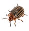 Isolated colorado potato beetle