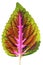 Isolated colorful coleus leaf with multiple hues