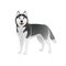 Isolated colorful happy standing black siberian husky on white background. Color flat cartoon breed dog