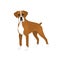 Isolated colorful happy standing german boxer dog on white background. Color flat cartoon breed dog