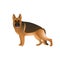 Isolated colorful happy standing german shepherd on white background. Color flat cartoon breed dog