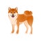 Isolated colorful happy standing shiba inu on white background. Color flat cartoon breed dog