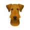 Isolated colorful head and face of airedale terrier on white background. Color flat cartoon breed dog portrait.