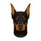 Isolated colorful head and face of doberman pinscher on white background. Line color flat cartoon breed dog portrait