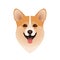 Isolated colorful head of happy welsh corgi pembroke or cardigan on white background. Flat cartoon breed dog portrait.