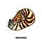 Isolated colorful Nautilus on a white background