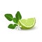Isolated colorfull green slice of juicy bergamot, kaffir lime with green leaves, white flower and shadow on white background. Real
