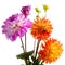 Isolated colourful dahlia flowers over white background