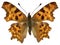 Isolated Comma butterfly